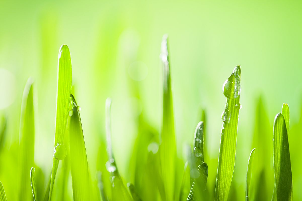 Gerstengras Pulver – wofür ist es gut?